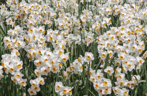 Daffodils: Beautiful Varieties for Home and Garden (Flowers), Slade, Naomi, Exce