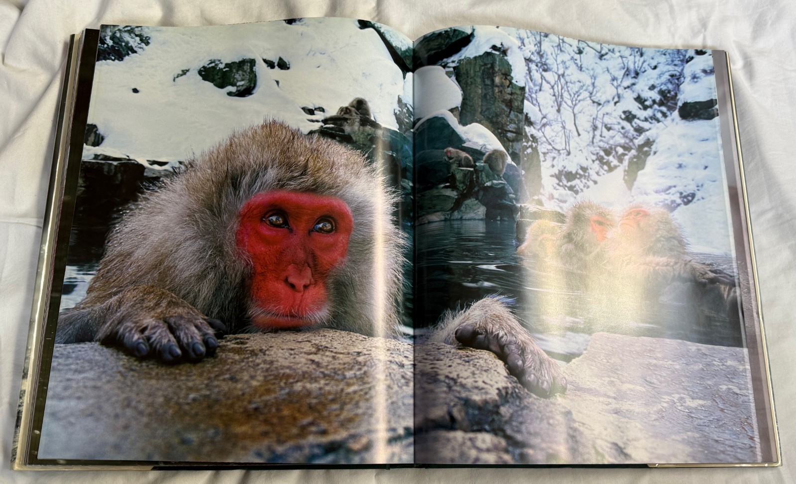 Untamed by Steve Bloom – WILD PHOTOS 2004 Hardcover, ex-library 14.6×11.6×1.5 in