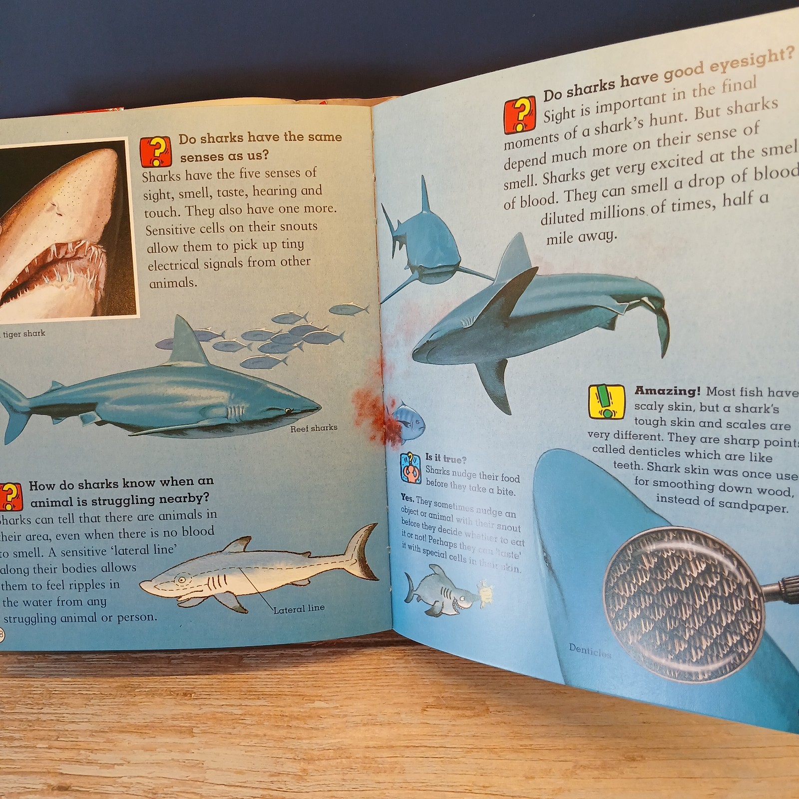 Amazing Questions & Answers Book, 512 Colorful Pages of Amazing Facts, 2004 EUC