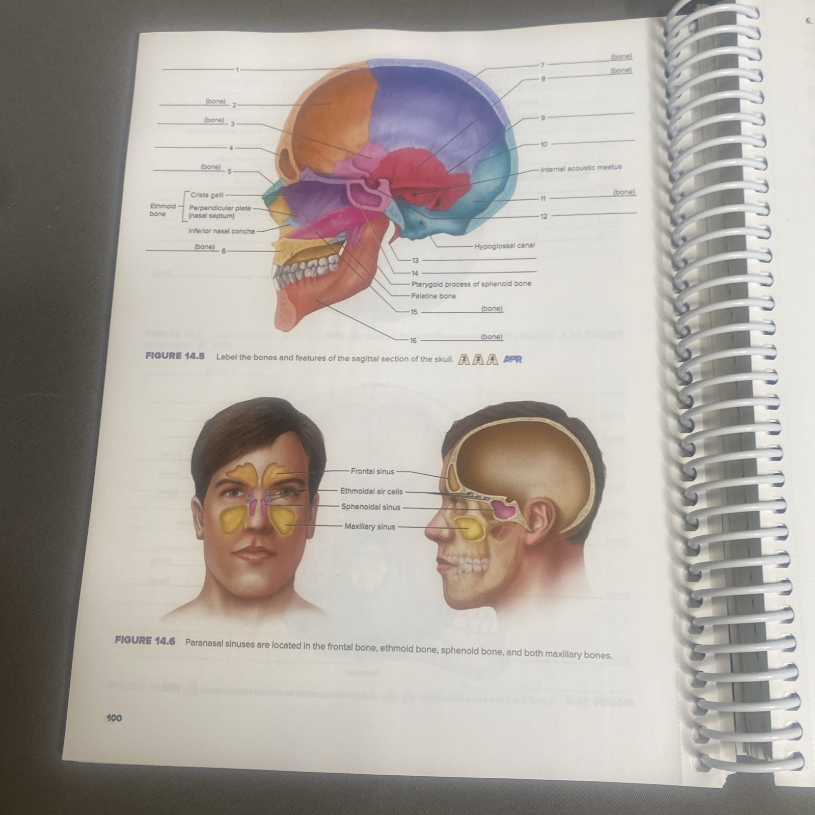 HOLE’S HUMAN ANATOMY+PHYS.-LAB.MANUAL (2024 Edition)