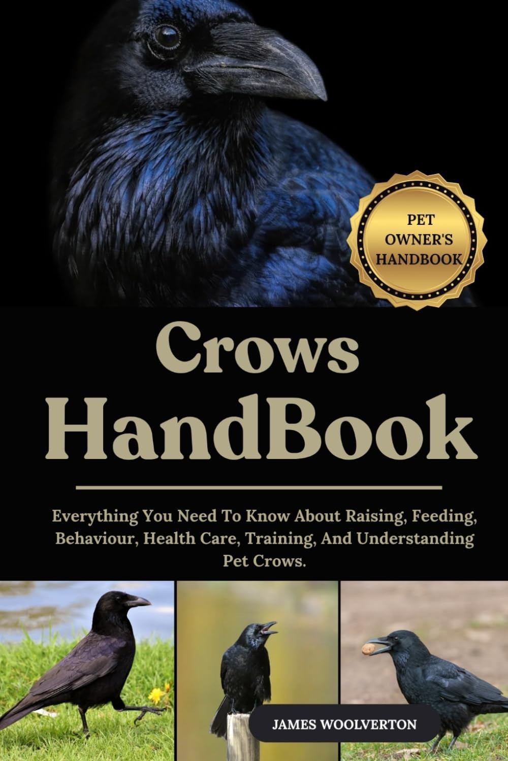 Your Complete Guide to Pet Crows: Training, Health Care, and Behavior Insights