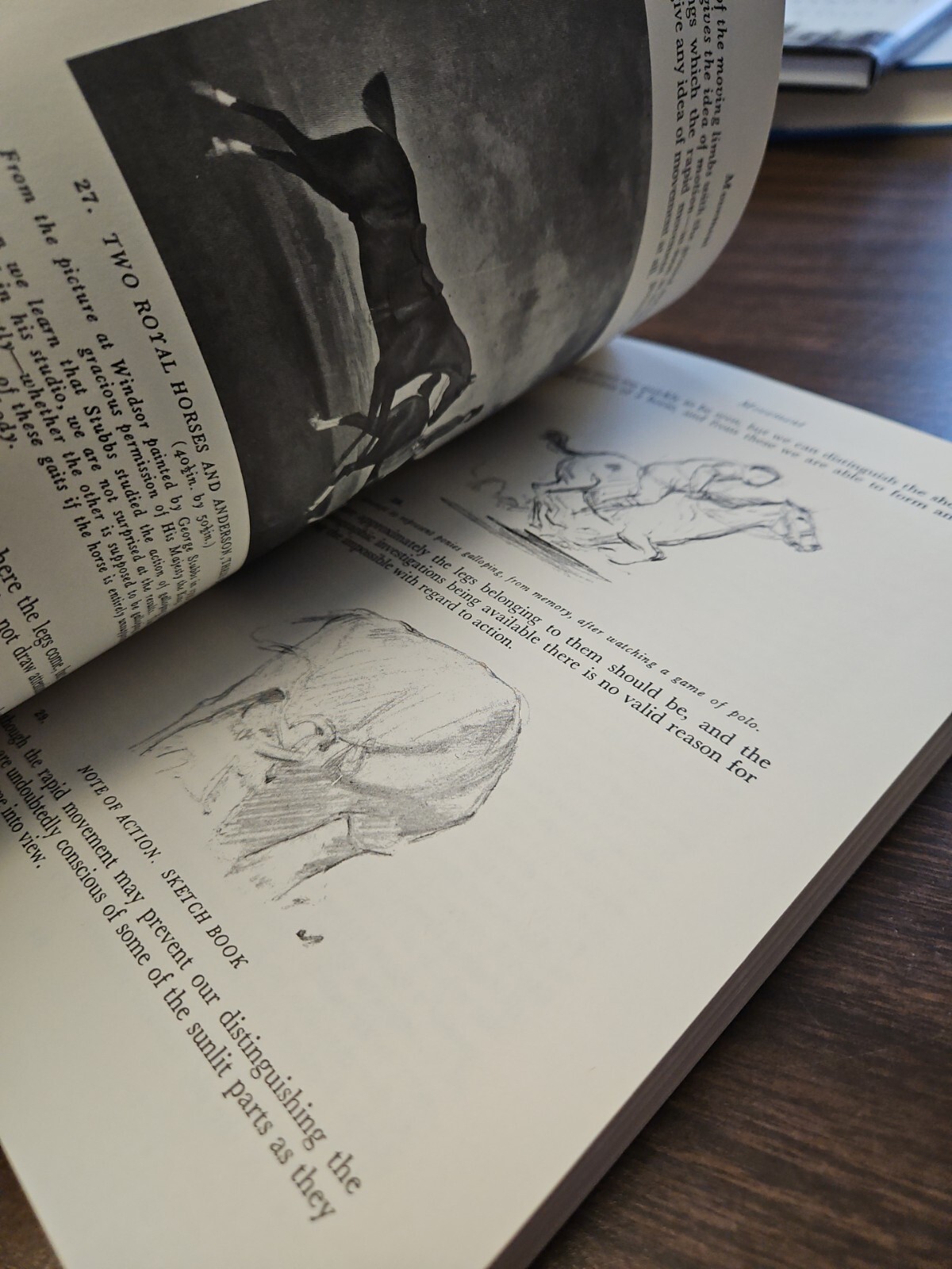 Animal Painting and Anatomy Soft Cover Book 336 pages with 200 illustrations