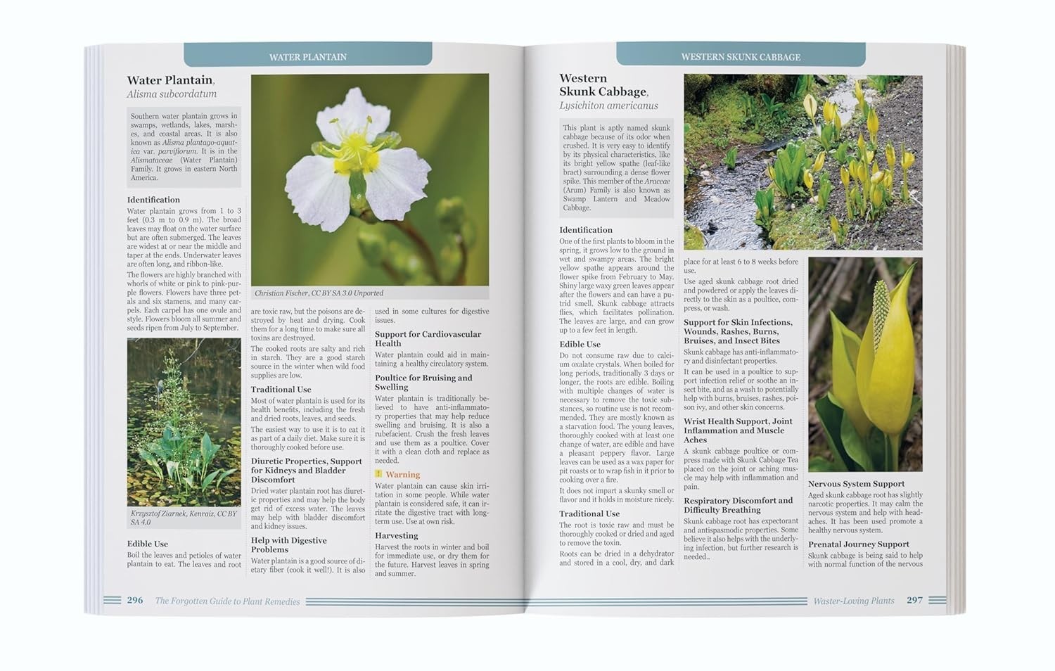 The Forgotten Guide to Plant Remedies