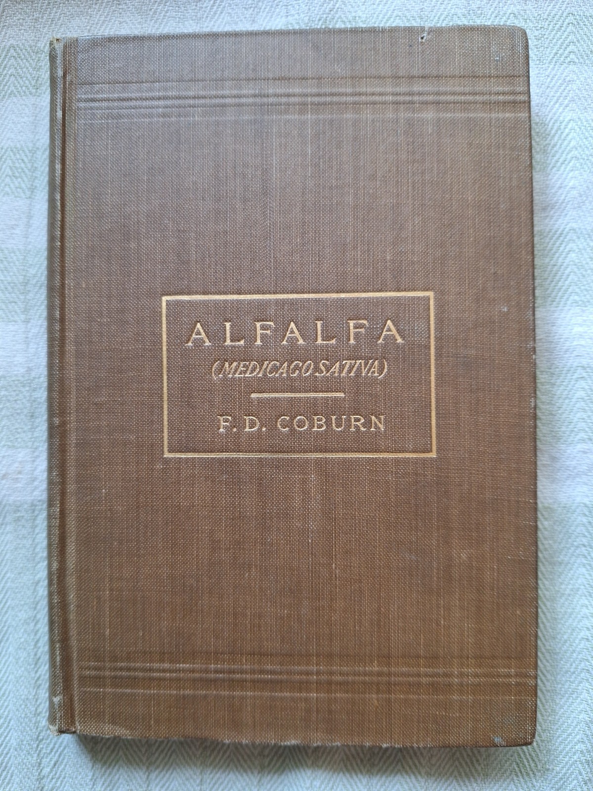 Alfalfa