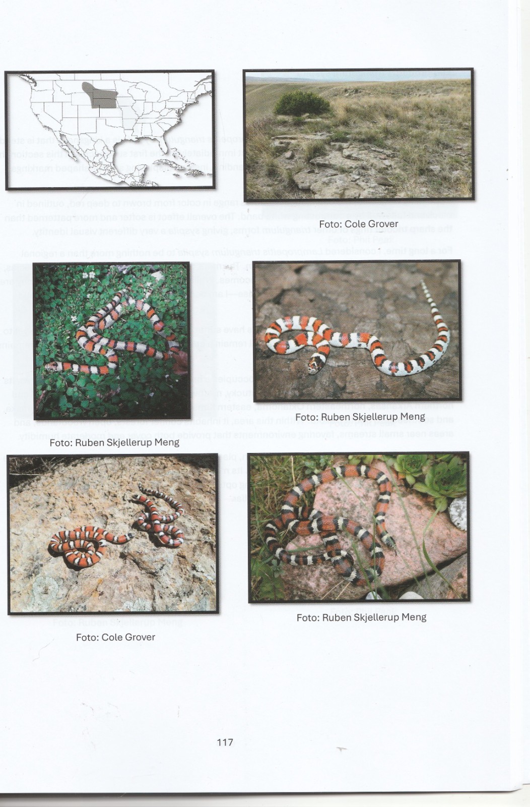 The Lampropeltis Handbook Herpetology Kingsnakes Milk Snakes Reptiles Tri-color