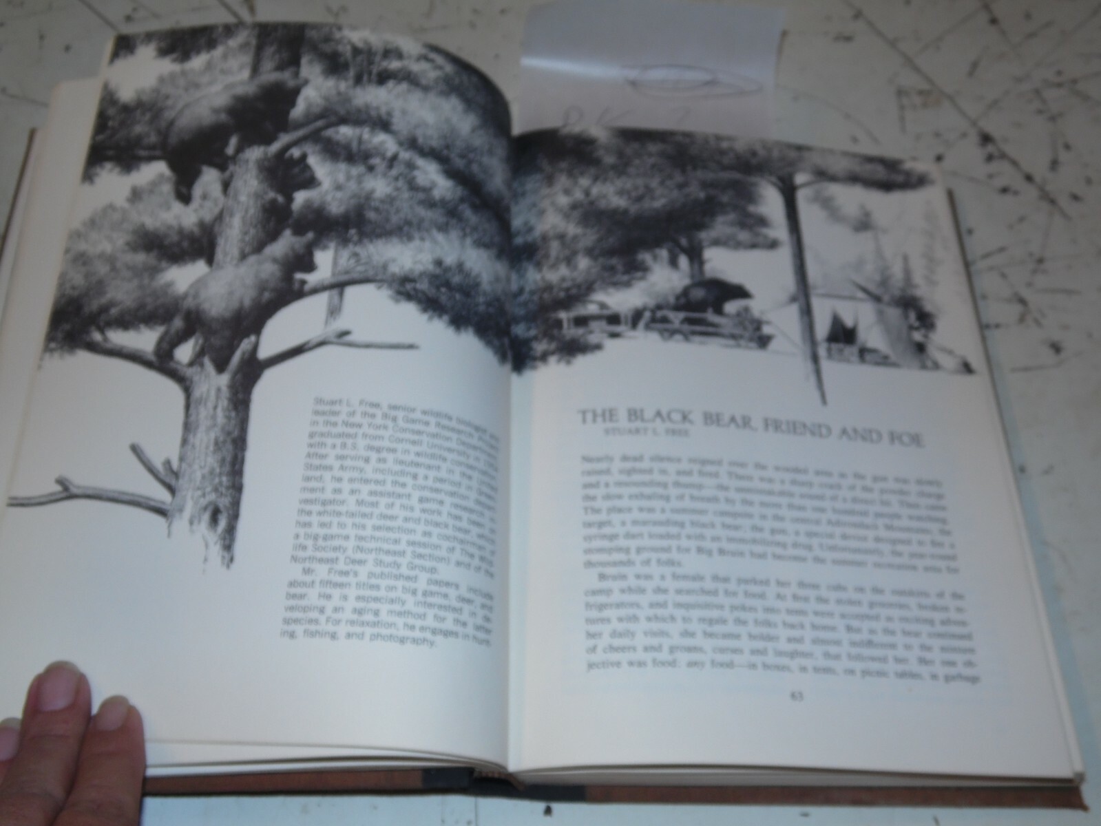 Alive in the Wild – Cahalne – 244 Pages