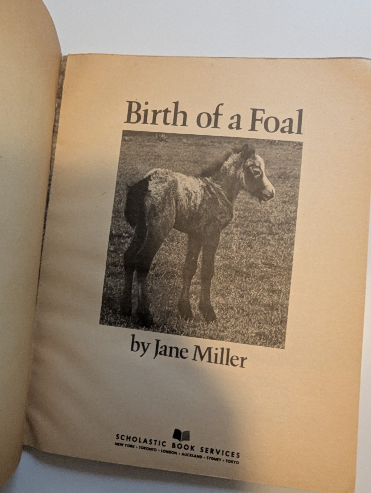 Scholastic Birth of a Foal Jane Miller PB 1977 Vintage Ages 4-8 Horses