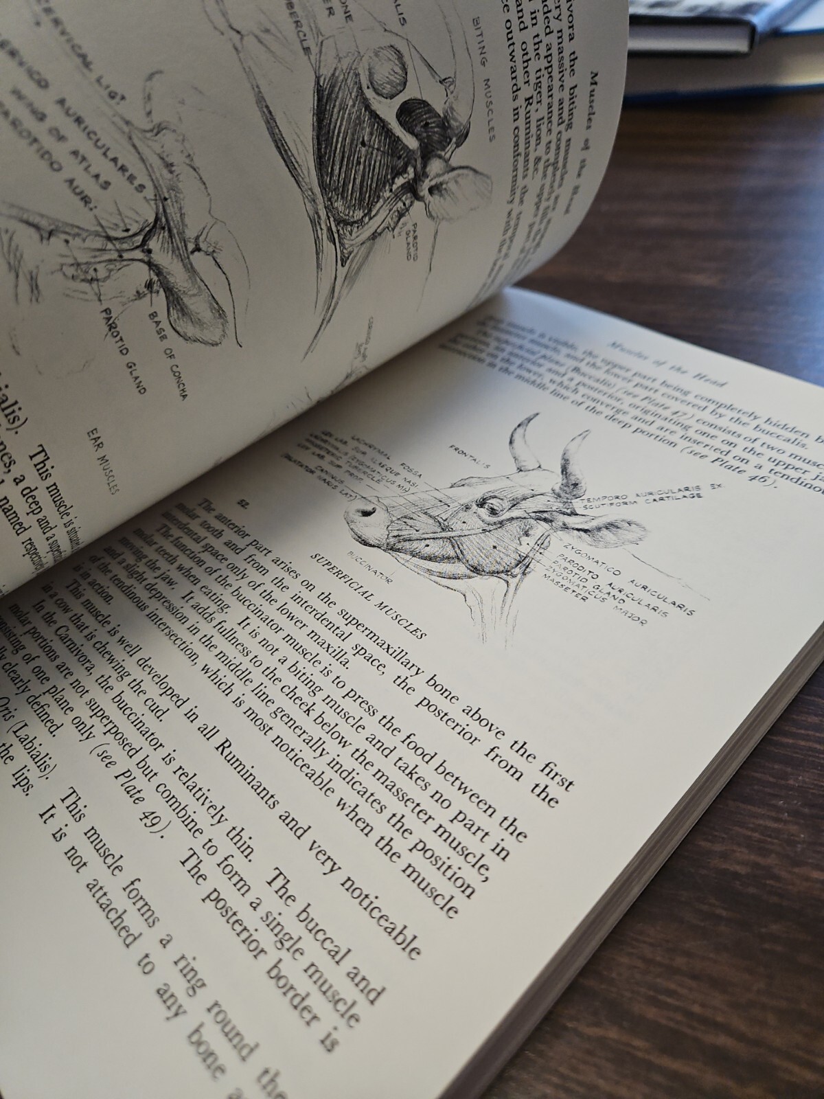 Animal Painting and Anatomy Soft Cover Book 336 pages with 200 illustrations
