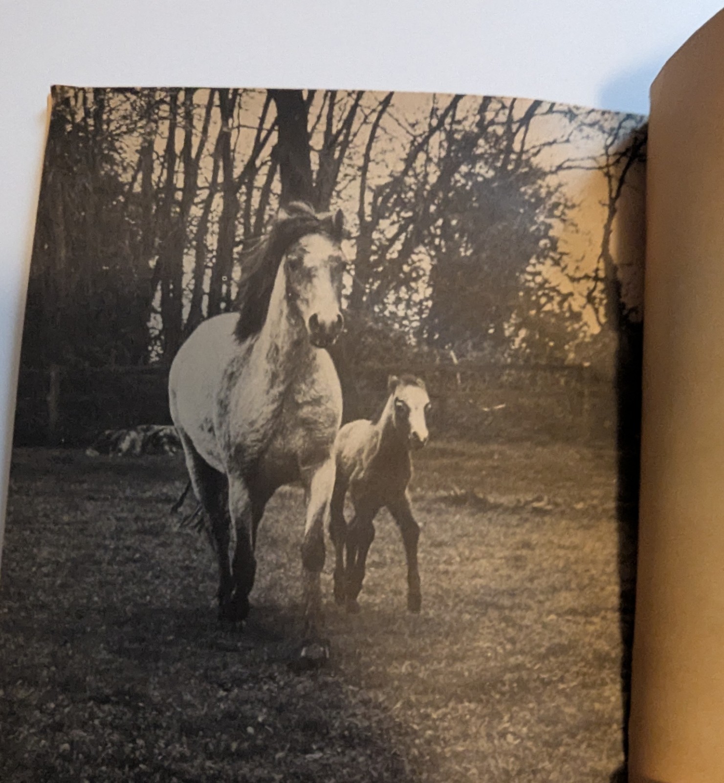 Scholastic Birth of a Foal Jane Miller PB 1977 Vintage Ages 4-8 Horses
