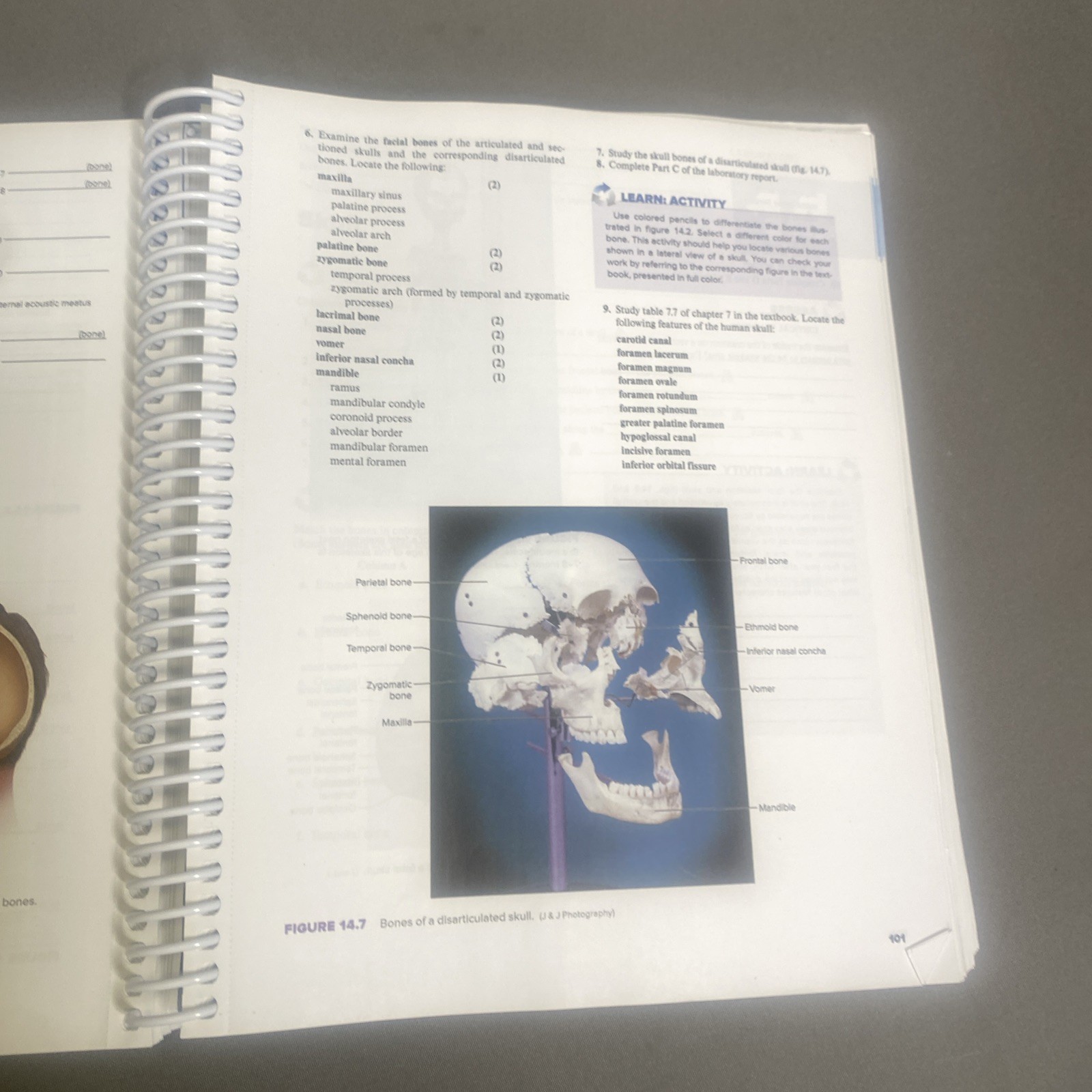 HOLE’S HUMAN ANATOMY+PHYS.-LAB.MANUAL (2024 Edition)